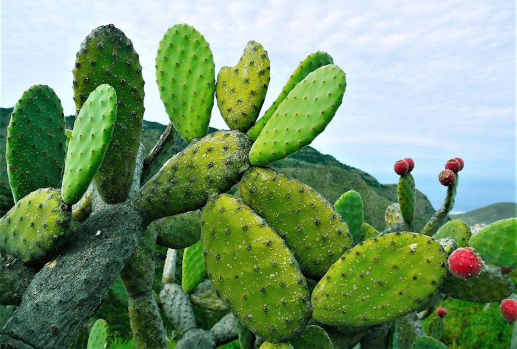 Language green cactus
